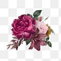 Beautiful hand drawn pink roses transparent background png