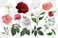 Beautiful hand drawn various roses collection transparent background png