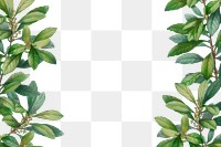 Tropical botanic leaves background illustration
