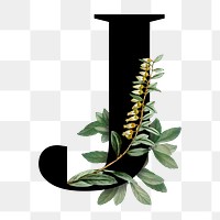 Botanical capital letter J transparent png