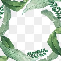 Hand drawn tropical leaves frame on white background transparent png