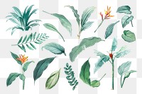 Hand drawn tropical plant parts set on a white background transparent png