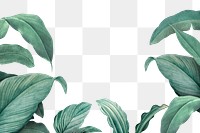 Hand drawn tropical leaves transparent background png