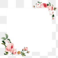 Pink cabbage rose squared frame design element