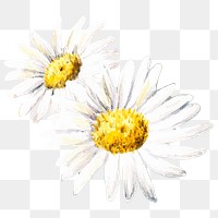 White daisy png close up
