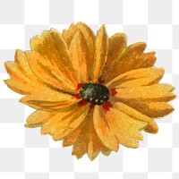 Coreopsis png flower cut out sticker