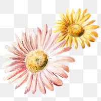Daisy hand drawn sticker png flower cut out