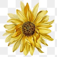 Sunflower png watercolor yellow flower sticker