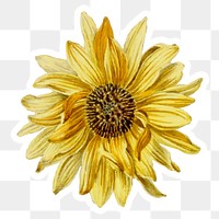 Sunflower hand drawn png flower cut out