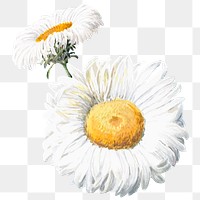 Daisy png watercolor white flower sticker
