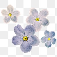 Phlox png watercolor blue flower sticker