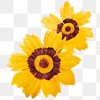 Calliopsis vintage png yellow flower