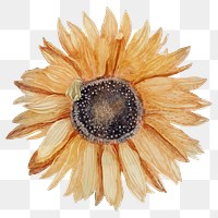 Sunflower vintage png orange flower