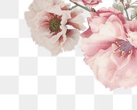 Pink cherry blossom, peony and white azalea flower branch border frame on transparent background