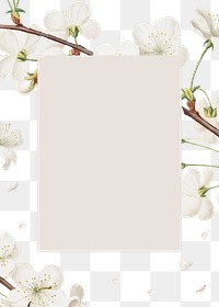 Rectangular white cherry blossom flower bouquet border frame on transparent background