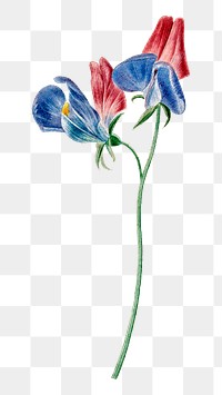 Sweet pea flower png illustration, remixed from artworks by Michiel van Huysum