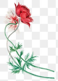 Red flower png illustration, remixed from artworks by Michiel van Huysum