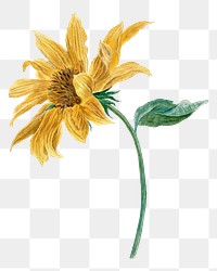 Sunflower png illustration, remixed from artworks by Michiel van Huysum