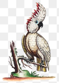 Parrot png sticker, vintage bird, remixed from the artworks by George Edwards