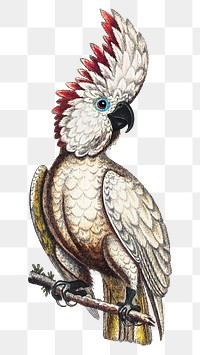 Parrot png sticker, vintage bird, remixed from the artworks by George Edwards