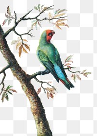 Parrot png sticker, vintage bird, remixed from the artworks by George Edwards