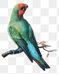 Parrot png sticker, vintage bird, remixed from the artworks by George Edwards