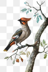 Bird png sticker, animal illustration, remixed from the artworks by George Edwards