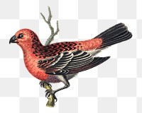 Bird png sticker, animal illustration, remixed from the artworks by George Edwards