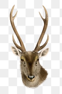 Vintage sambar deer png sticker, animal illustration, transparent background