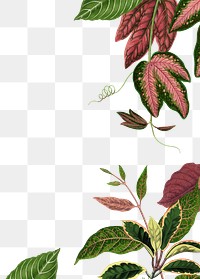 Leaf border frame png, green botanical illustration, transparent background