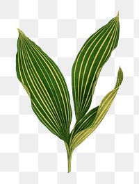 Lilly of the valley leaf png sticker, green nature illustration, transparent background