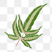 Fern leaf png sticker, green nature illustration, transparent background