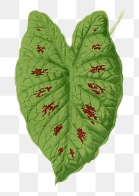 Caladium leaf png sticker, botanical illustration, transparent background