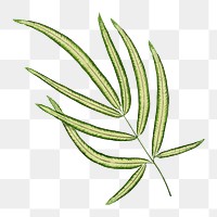 Pteris cretica leaf png sticker, green nature illustration, transparent background