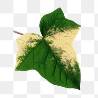 Green leaf png sticker, botanical illustration, transparent background