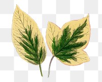 Leaf png sticker, botanical illustration, transparent background