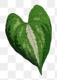 Dioscorea leaf png sticker, green nature illustration, transparent background