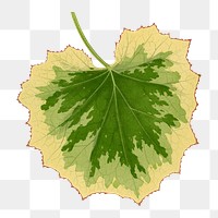 Leaf png sticker, botanical illustration, transparent background