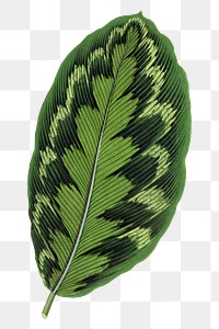 Green leaf png sticker, green nature illustration, transparent background