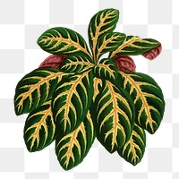 Eranthemum Igneum leaf png sticker, green nature illustration, transparent background