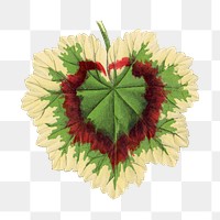 Leaf png sticker, botanical illustration, transparent background