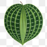 Green leaf png sticker, botanical illustration, transparent background