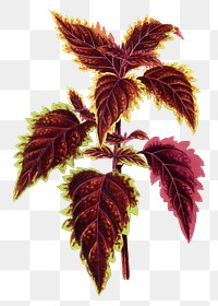 Coleus leaf png sticker, green nature illustration, transparent background