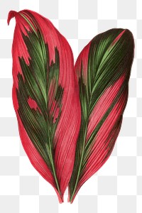 Pink leaf png sticker, botanical illustration, transparent background