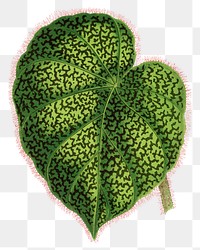 Begonia leaf png sticker, green nature illustration, transparent background