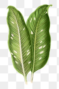 Leaf png sticker, botanical illustration, transparent background