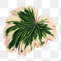 Green leaf png sticker, botanical illustration, transparent background