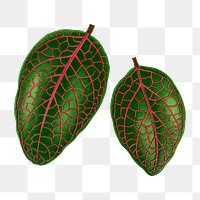 Green leaf png sticker, botanical illustration, transparent background