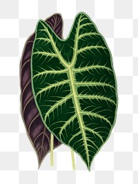 Green leaf png sticker, botanical illustration, transparent background