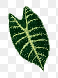 Green leaf png sticker, botanical illustration, transparent background